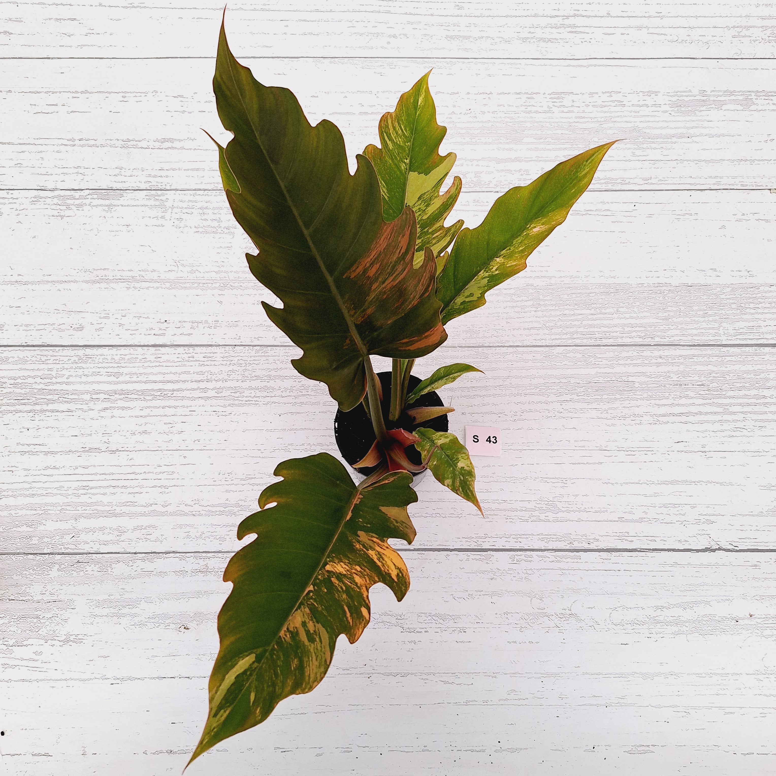 Philodendron serratum Caramel Marble