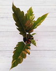 Philodendron serratum Caramel Marble