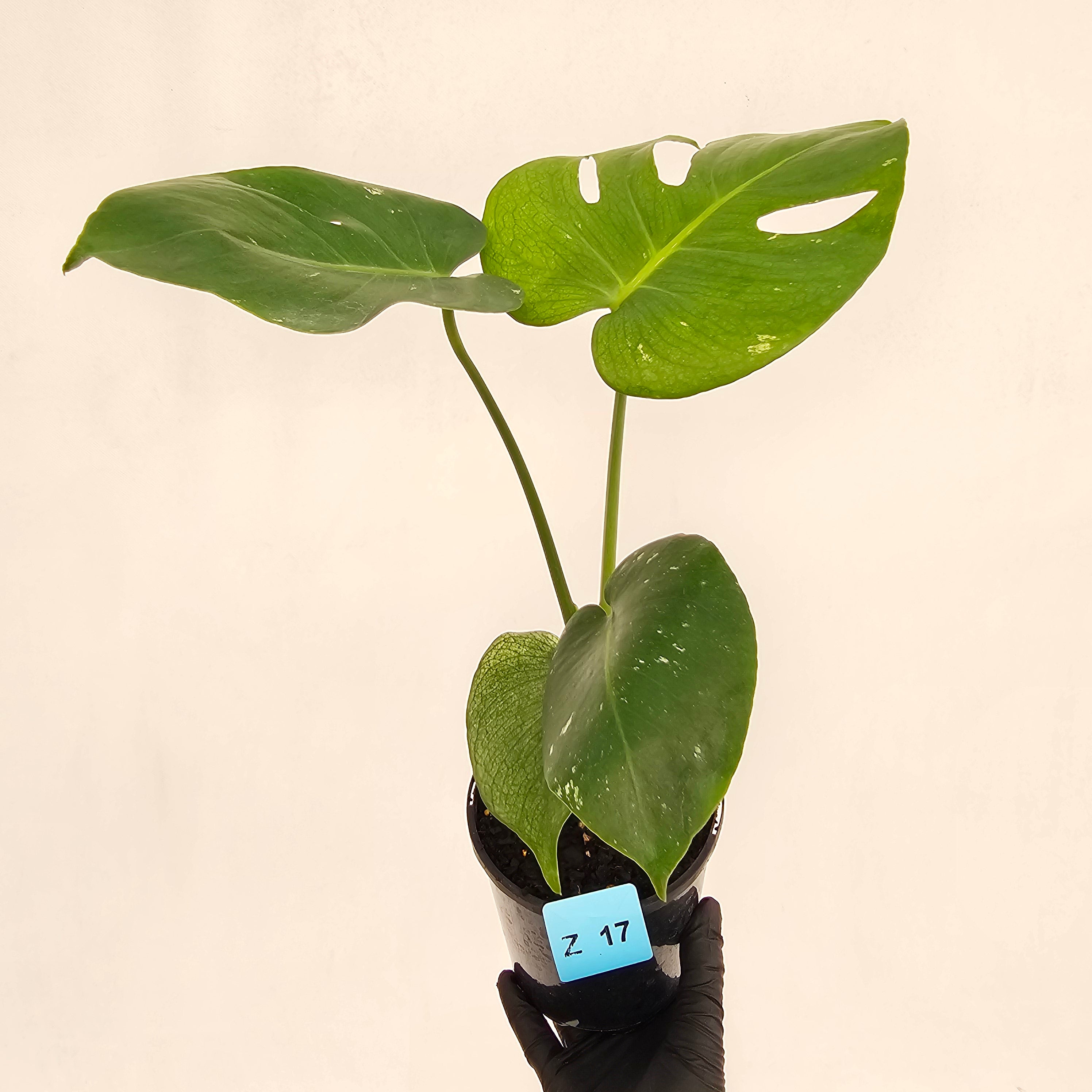 Monstera Deliciosa 'Mint' – Enliven Plants