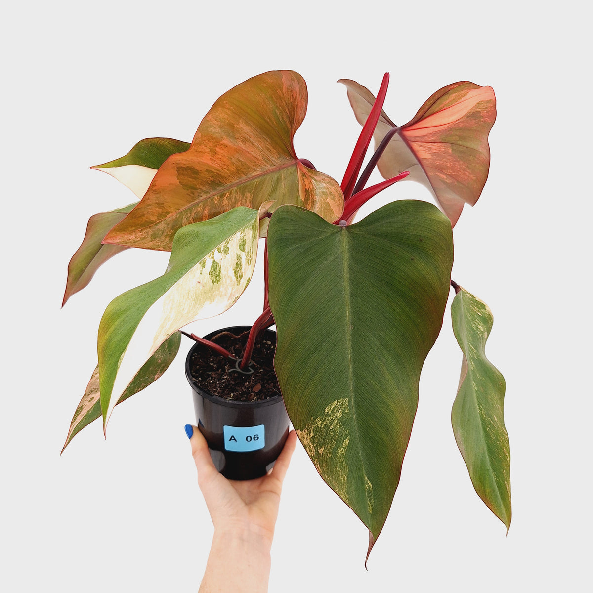 Philodendron erubescens Strawberry Shake - SALE
