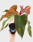 Philodendron erubescens Strawberry Shake - SALE