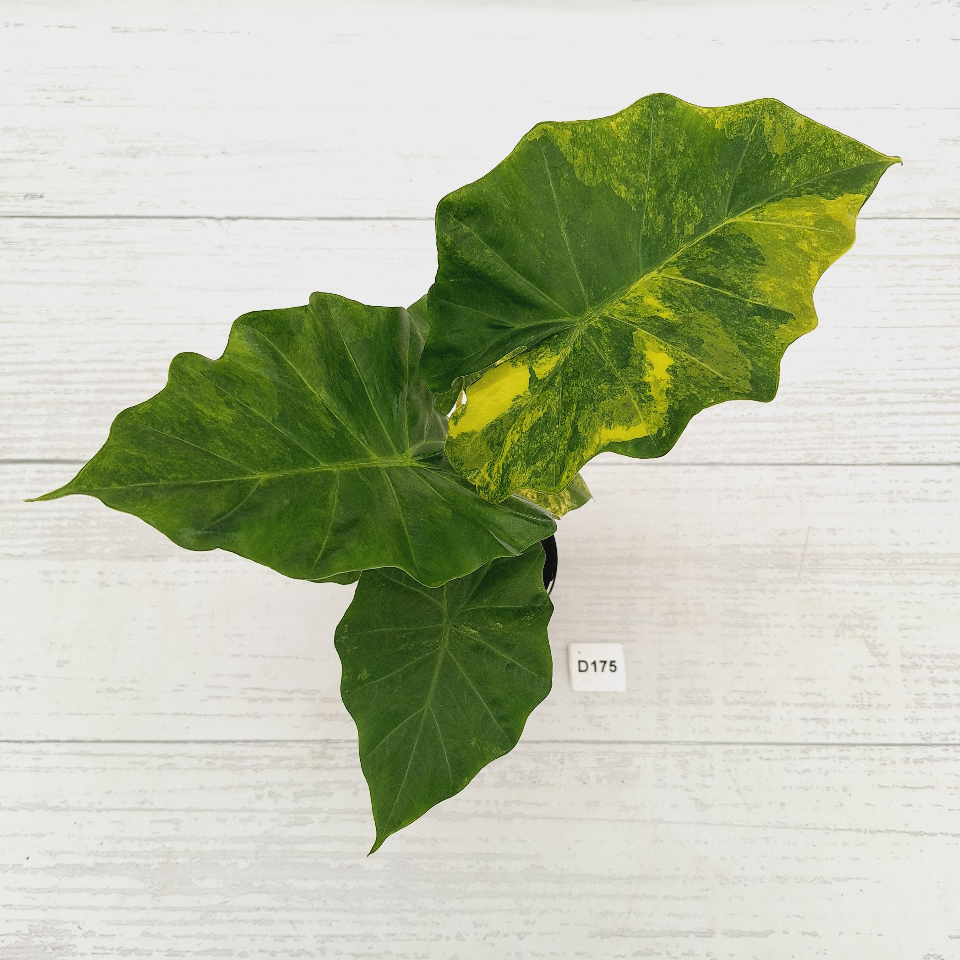 Alocasia Portora Variegata - SALE