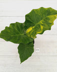 Alocasia Portora Variegata - SALE