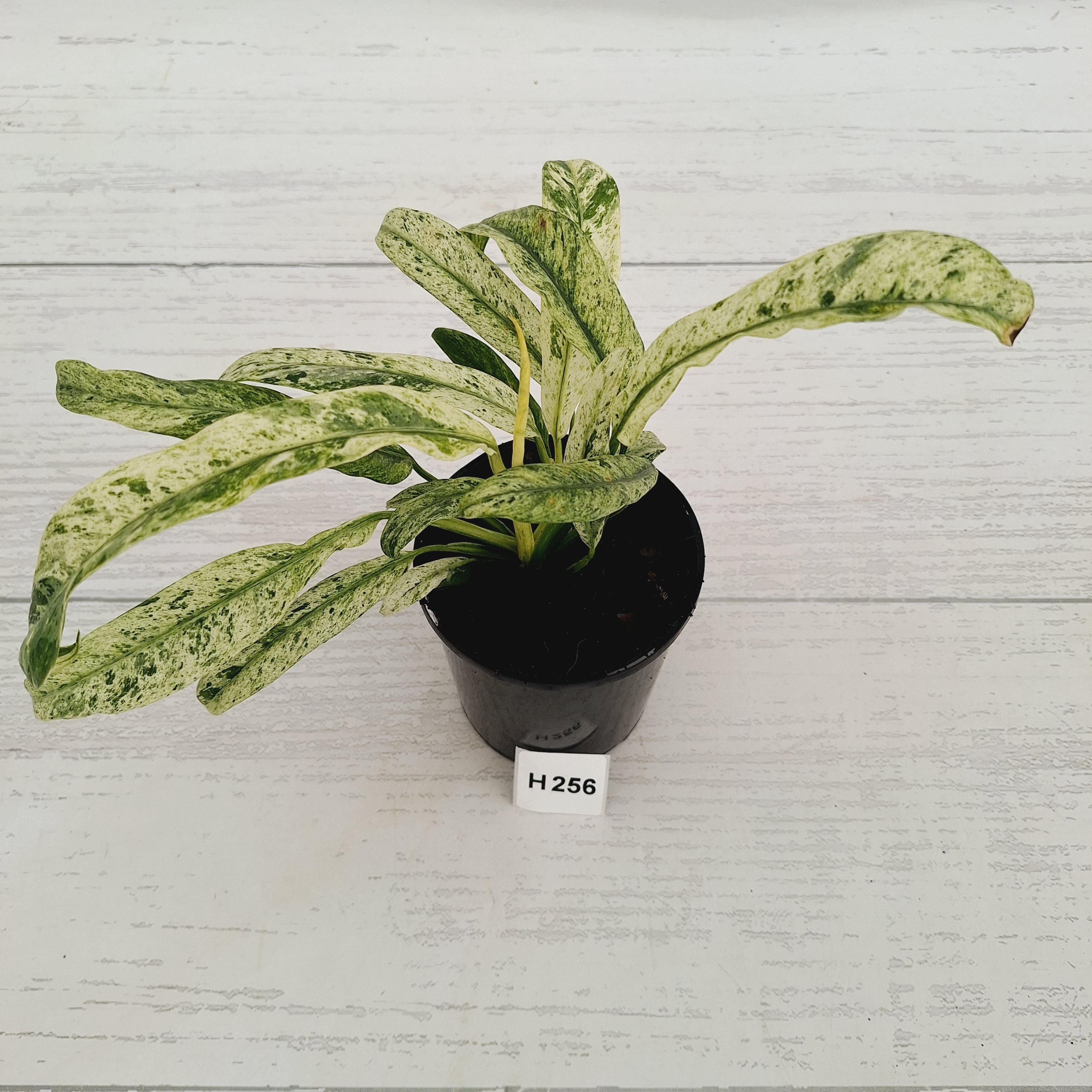 Epipremnum giganteum variegata