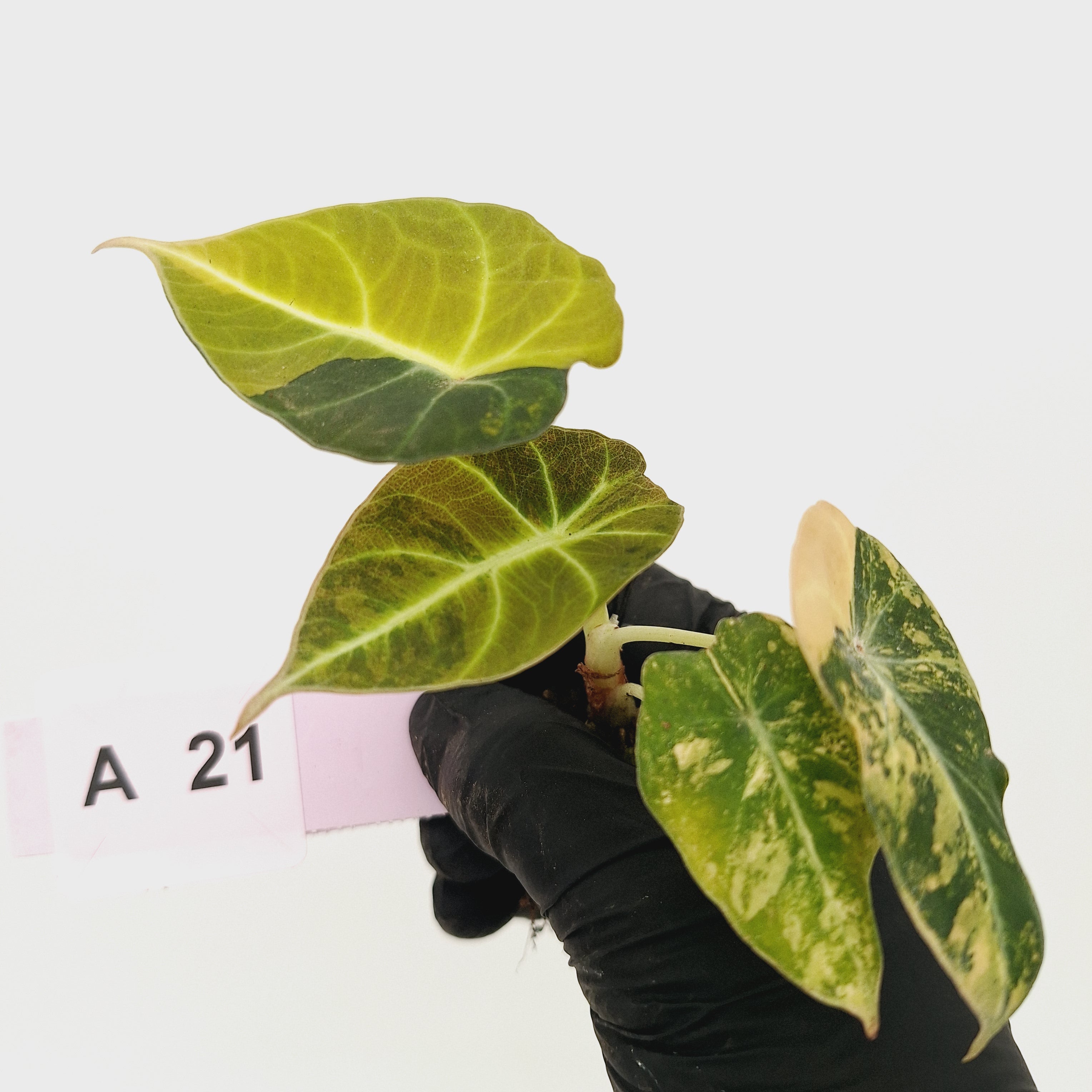 Alocasia reginula 'Black Velvet variegata'- Bare Bottom Baby