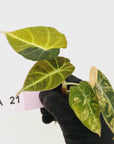 Alocasia reginula 'Black Velvet variegata'- Bare Bottom Baby