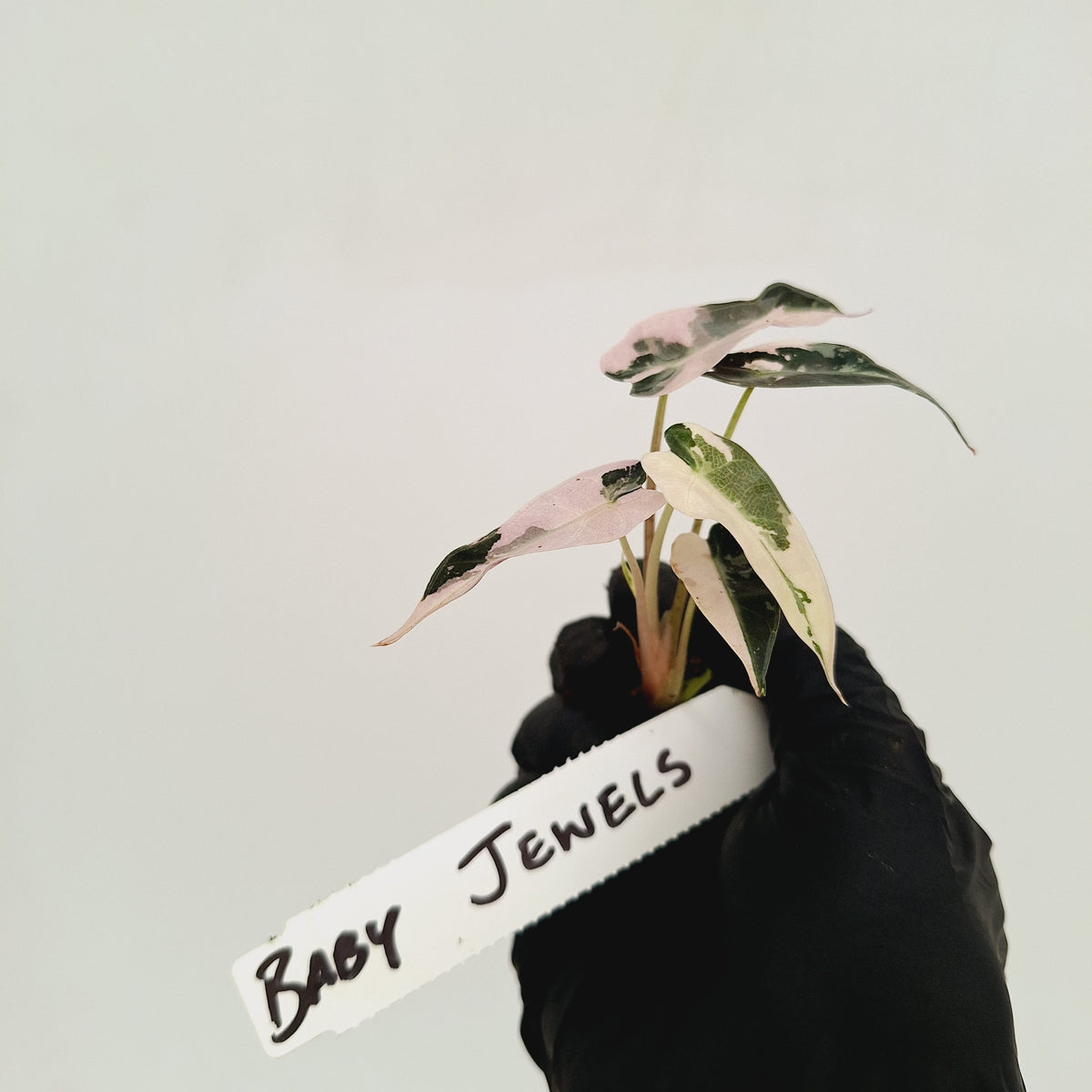 Alocasia Amazonica bambino Variegata - Bare Bottom Baby