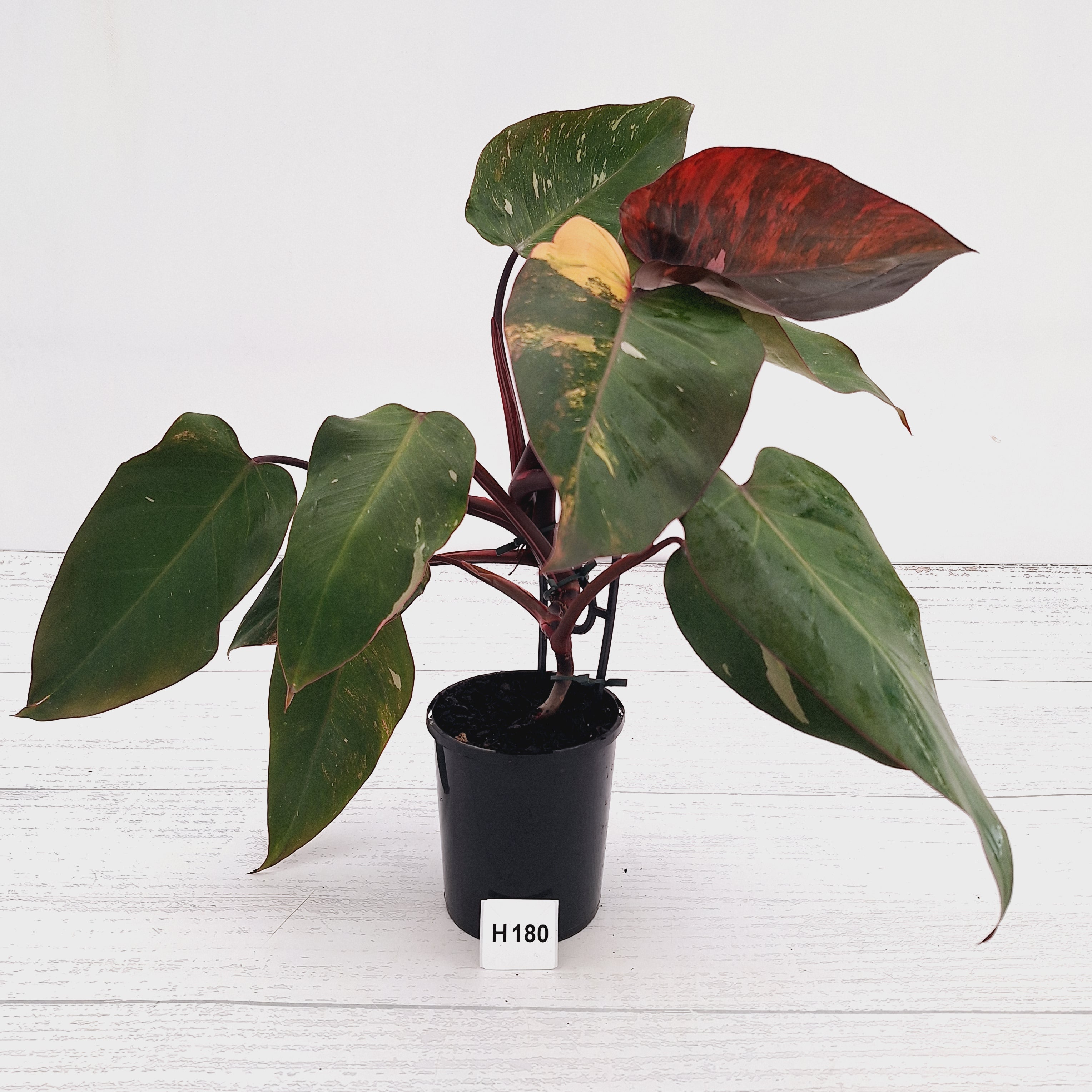 Philodendron 'Pink Princess Galaxy Marble' Sport