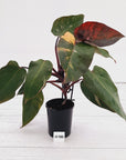 Philodendron 'Pink Princess Galaxy Marble' Sport