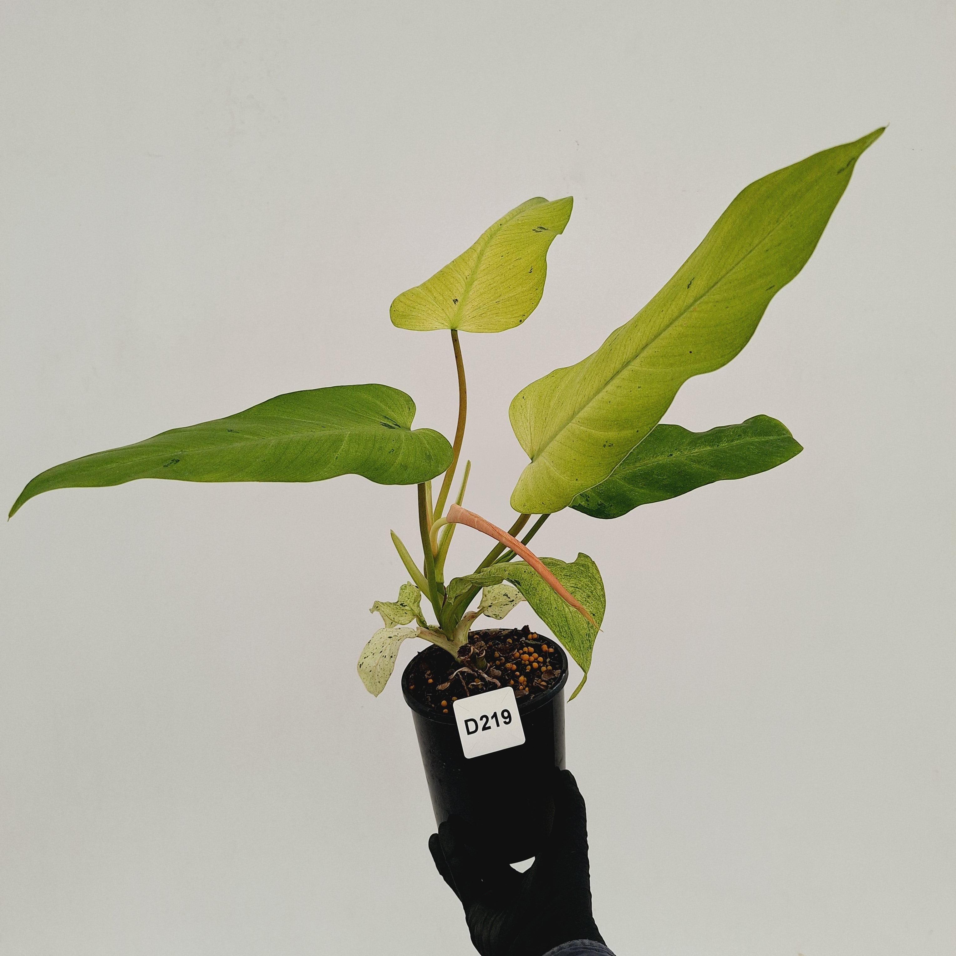 Philodendron  'Whipple Way'