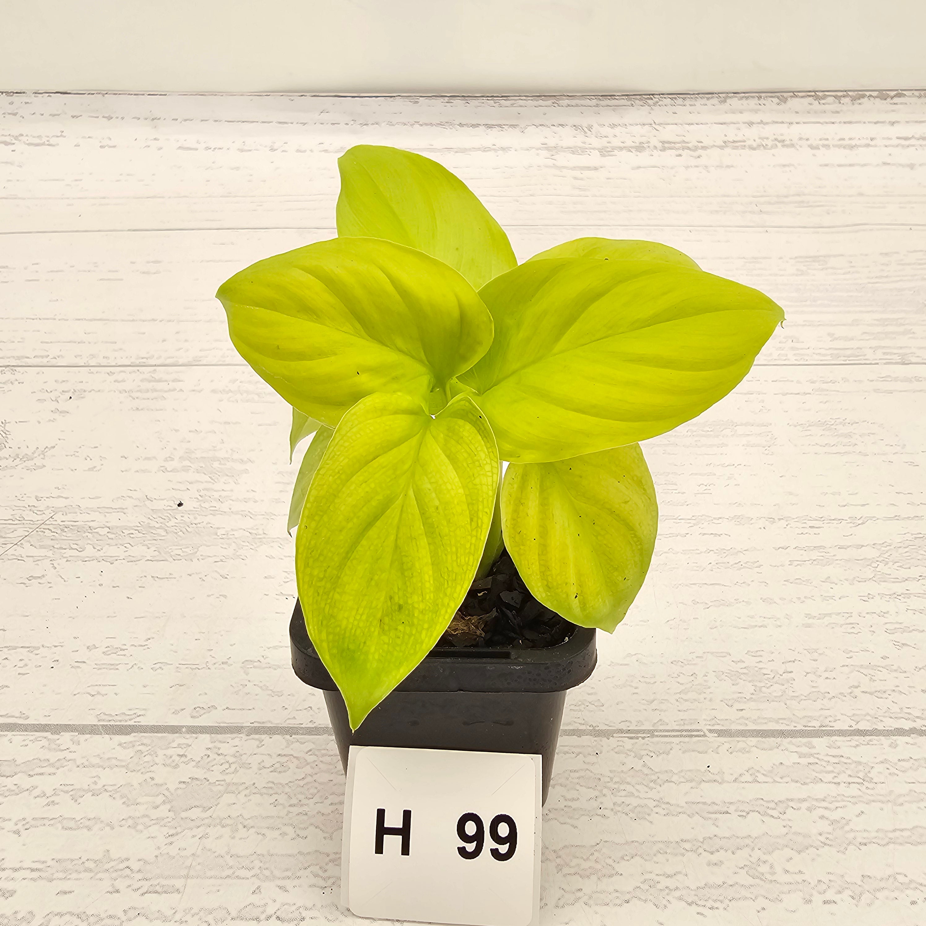 Homalomena rubescens Golden Hibiscus’ - Bare Bottom Baby - SALE