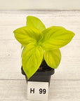 Homalomena rubescens Golden Hibiscus’ - Bare Bottom Baby - SALE