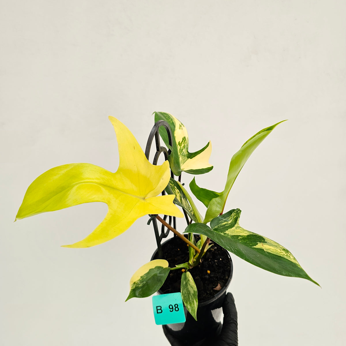 Philodendron pedatum 'Florida Beauty'