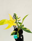 Philodendron pedatum 'Florida Beauty'