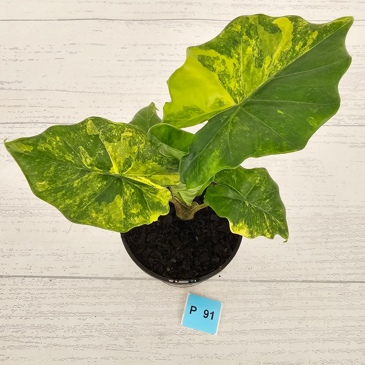 Alocasia Portora Variegata - SALE