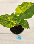 Alocasia Portora Variegata - SALE