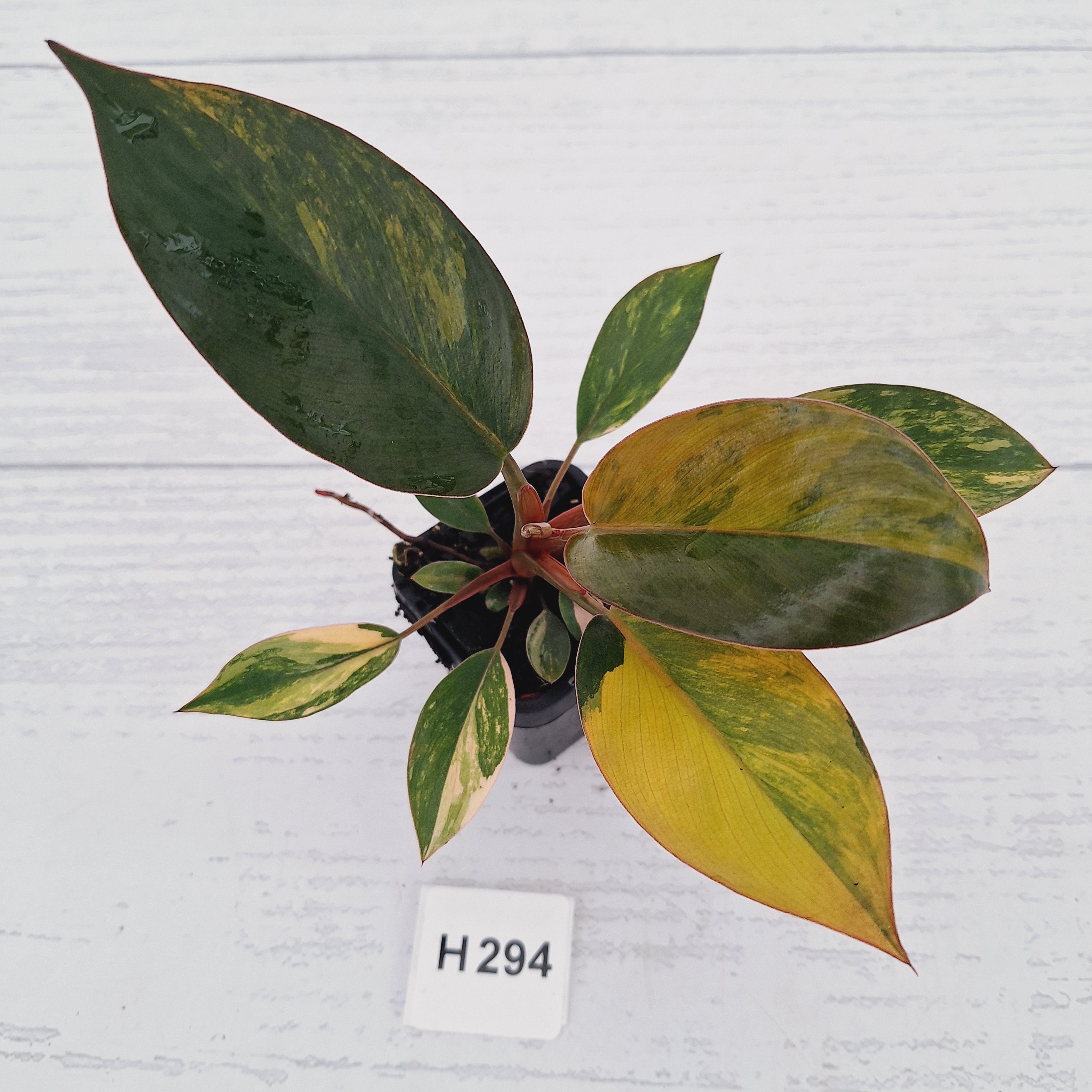Philodendron 'Rojo Congo Variegated' - SALE