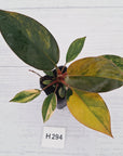 Philodendron 'Rojo Congo Variegated' - SALE