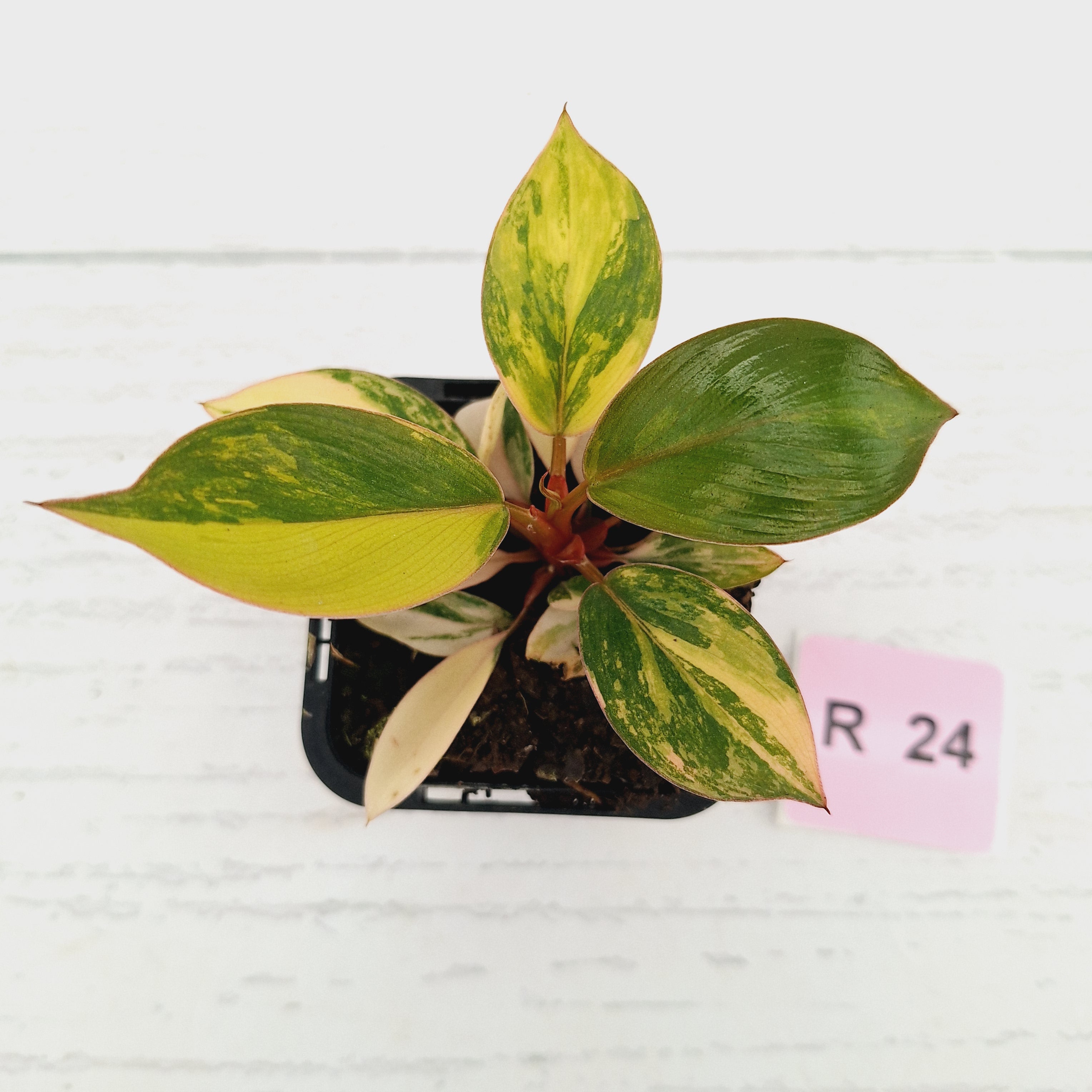 Philodendron 'Rojo Congo Variegated' 70mm