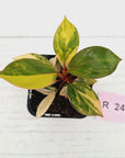 Philodendron 'Rojo Congo Variegated' 70mm