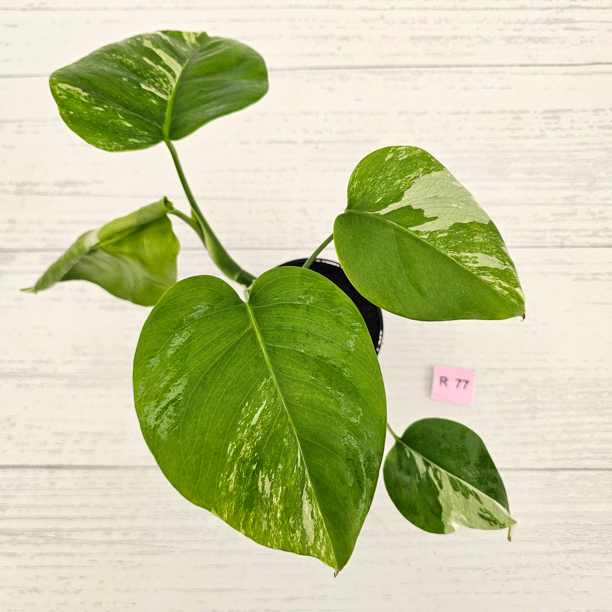 Monstera borsigiana 'Albo'