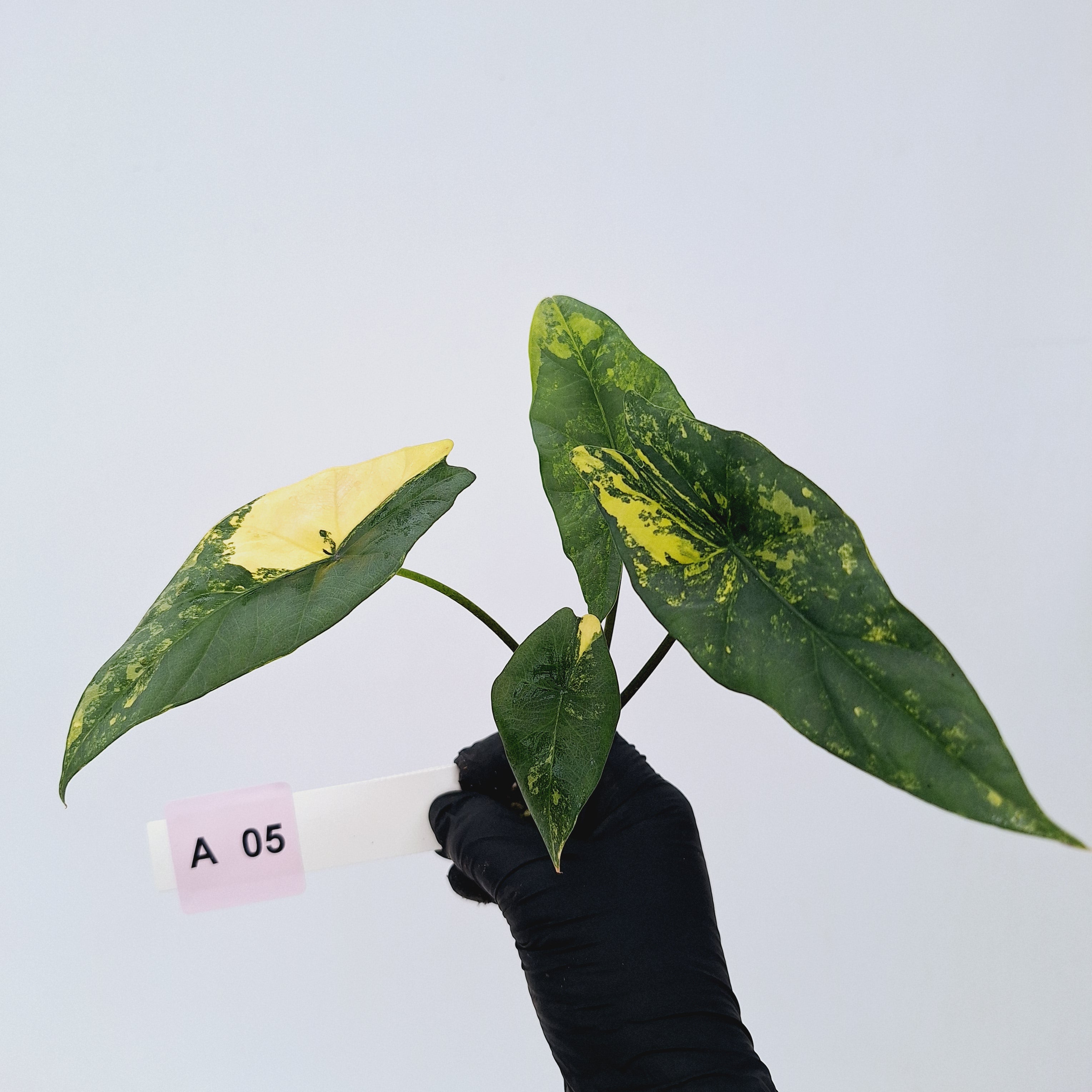 Alocasia ‘Simpo Aurea’ Variegata - Bare Bottom Baby