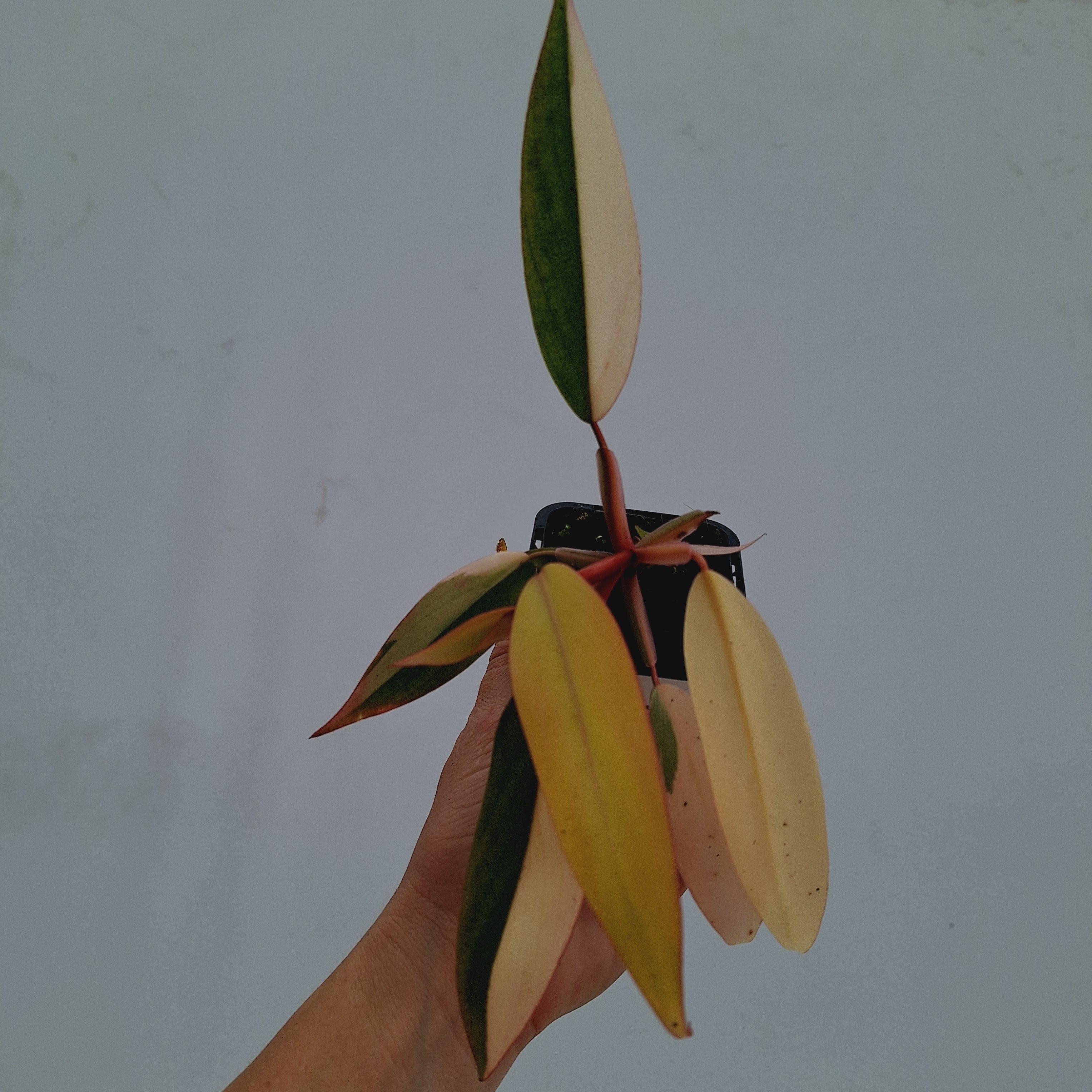 Philodendron erubescens Strawberry Shake