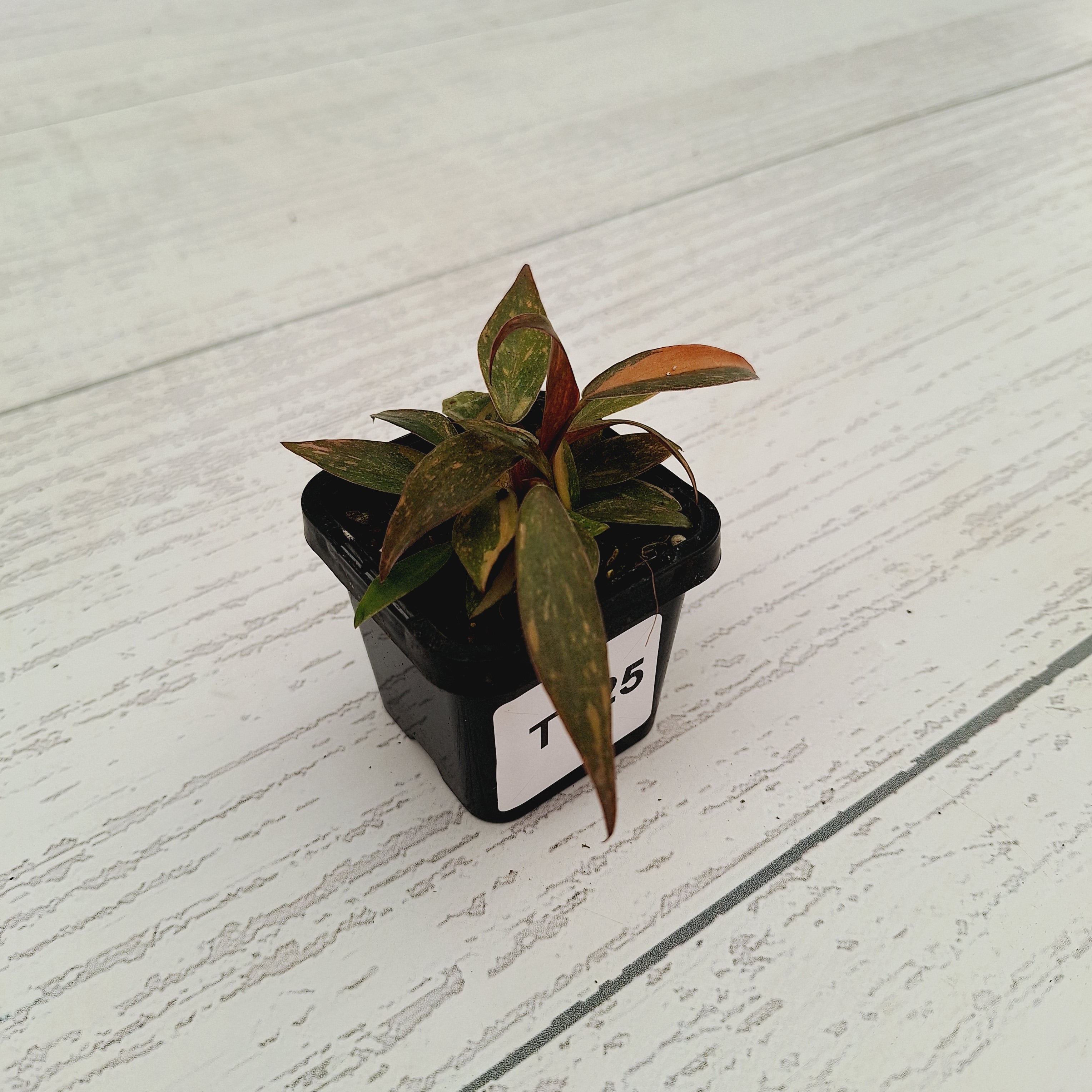 Philodendron &#39;Orange Princess&#39;