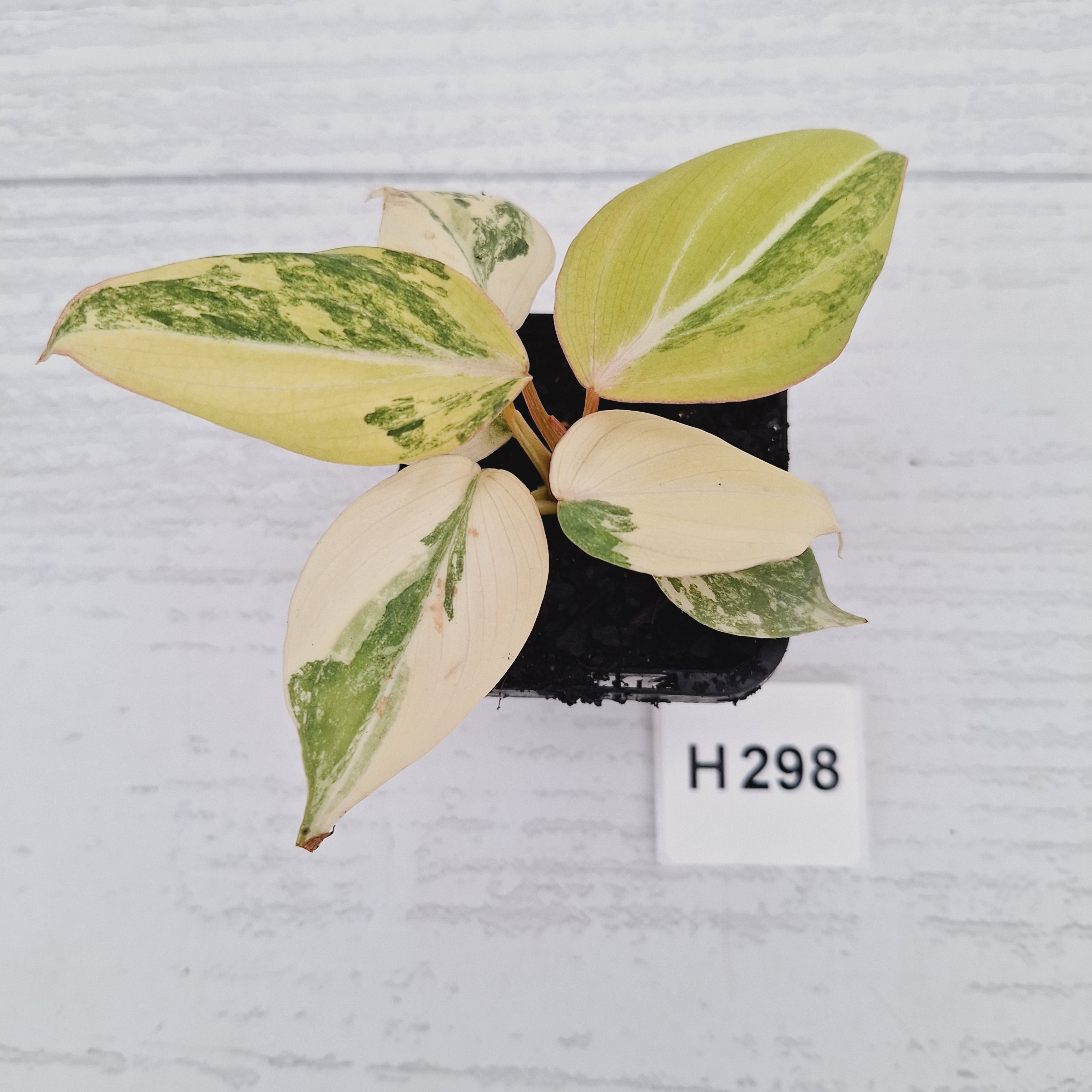 Philodendron gloriosum white vien variegata - SALE