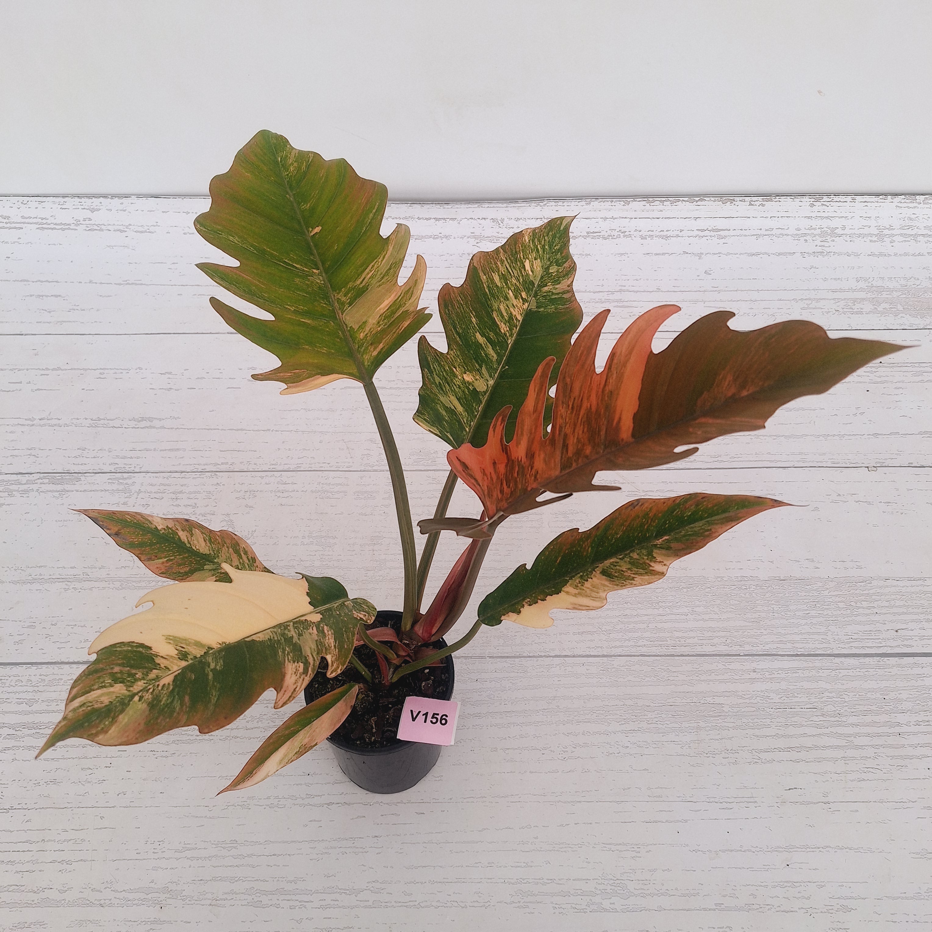 Philodendron serratum Caramel Marble