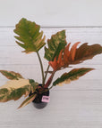 Philodendron serratum Caramel Marble