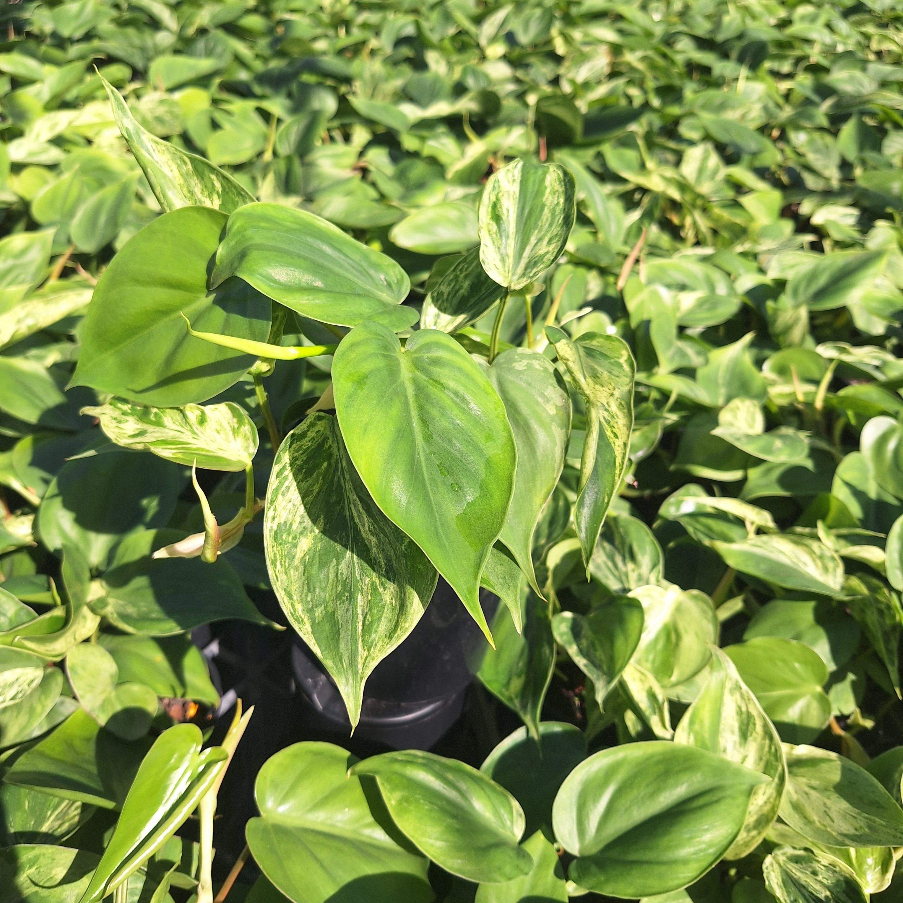 Philodendron hederaceum 'Variegata'