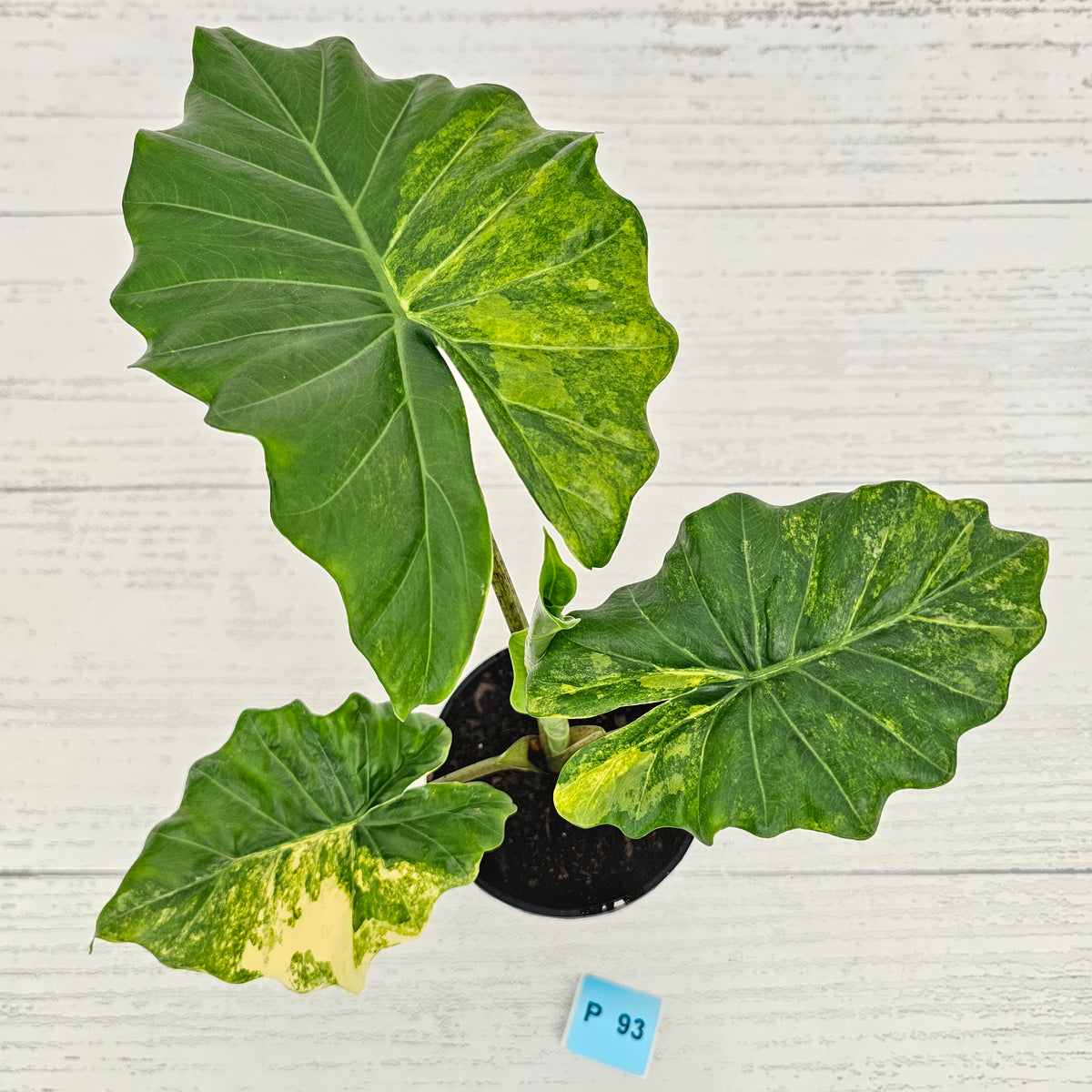 Alocasia Portora Variegata - SALE