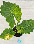 Alocasia Portora Variegata - SALE