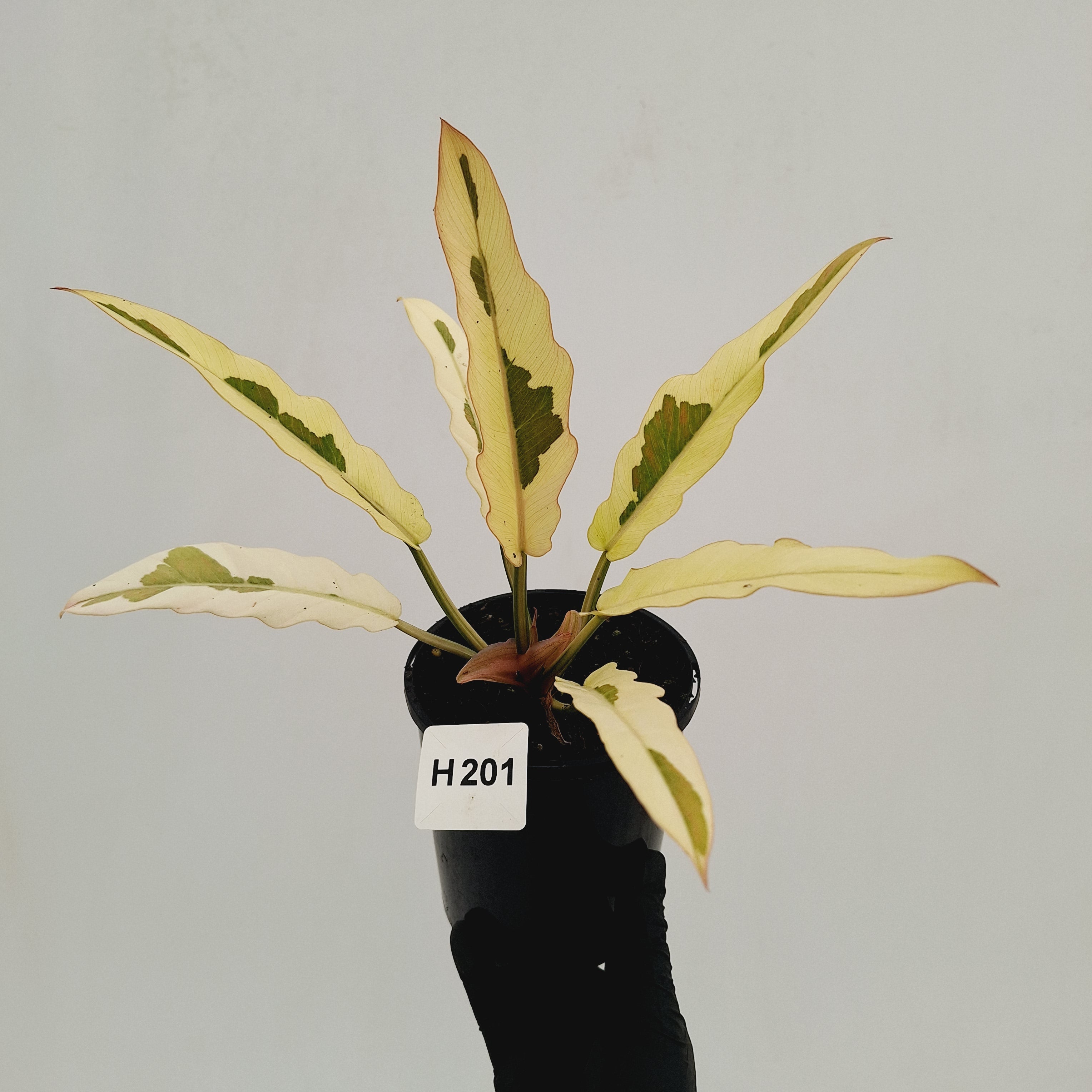 Philodendron serratum Caramel Marble Albo
