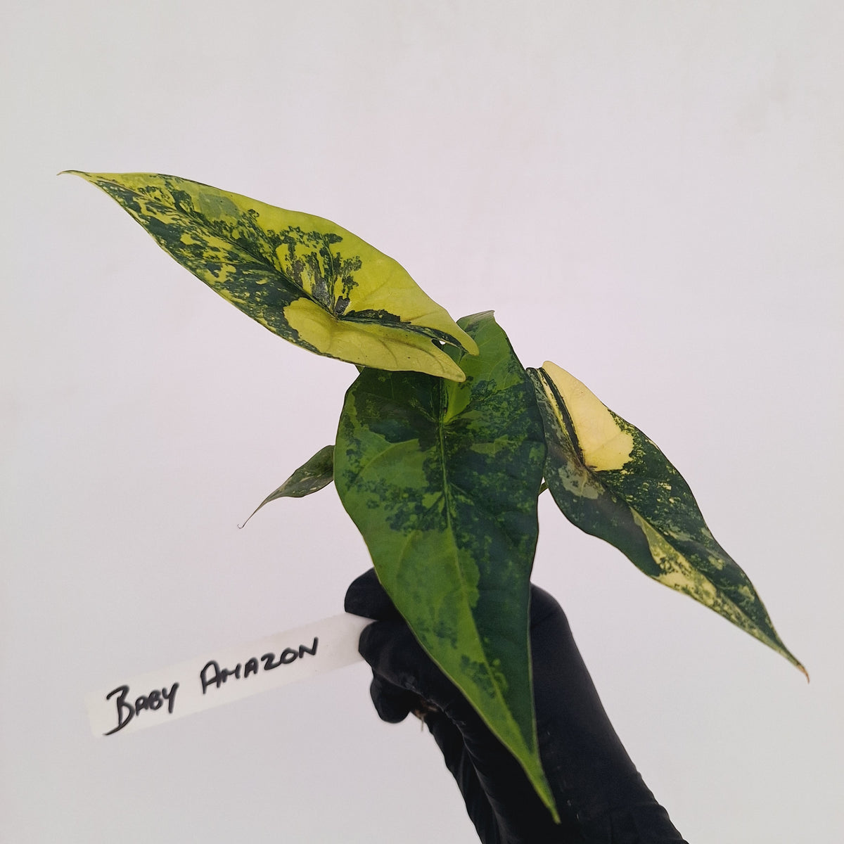 Alocasia ‘Simpo Aurea’ Variegata - Bare Bottom Baby
