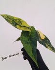 Alocasia ‘Simpo Aurea’ Variegata - Bare Bottom Baby