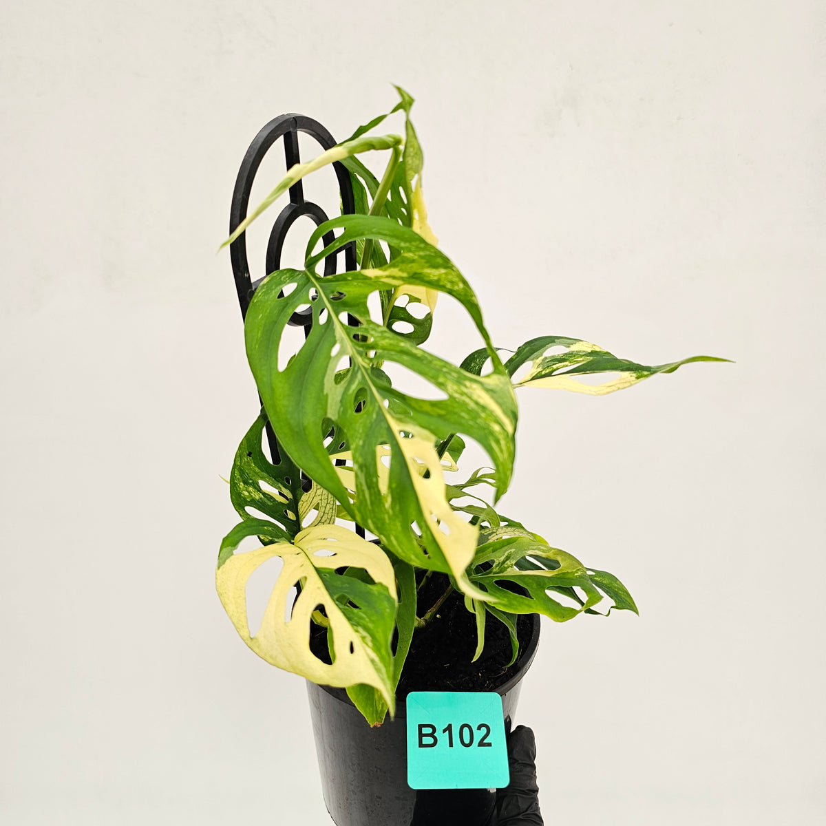 Monstera adansonii Variegata