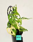 Monstera adansonii Variegata