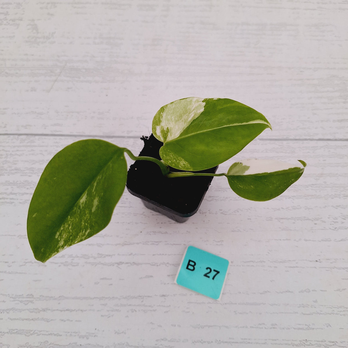 Monstera borsigiana 'Albo' - SALE