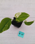Monstera borsigiana 'Albo' - SALE