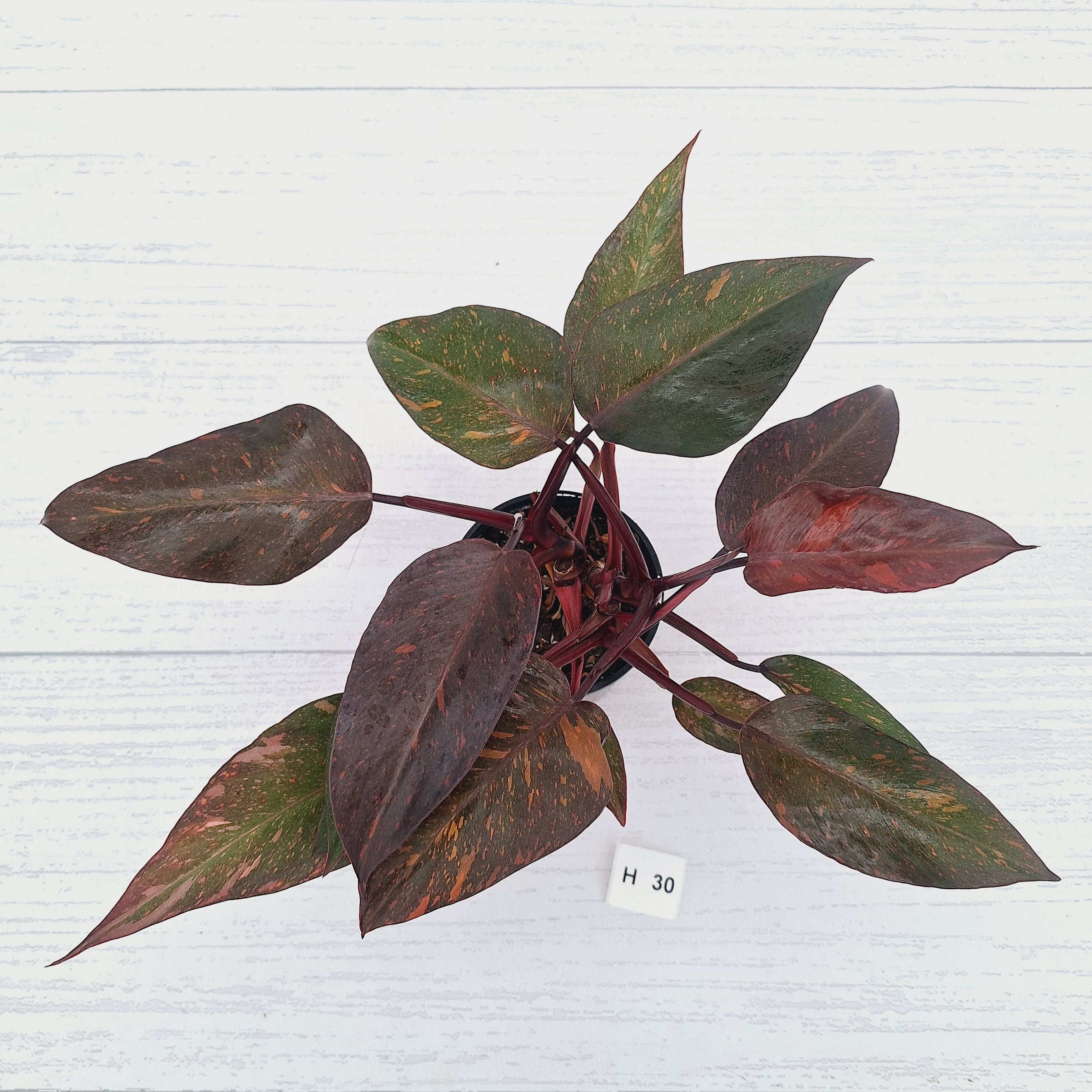 Philodendron 'Orange Princess' - FLASH SALE