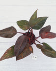 Philodendron 'Orange Princess' - FLASH SALE