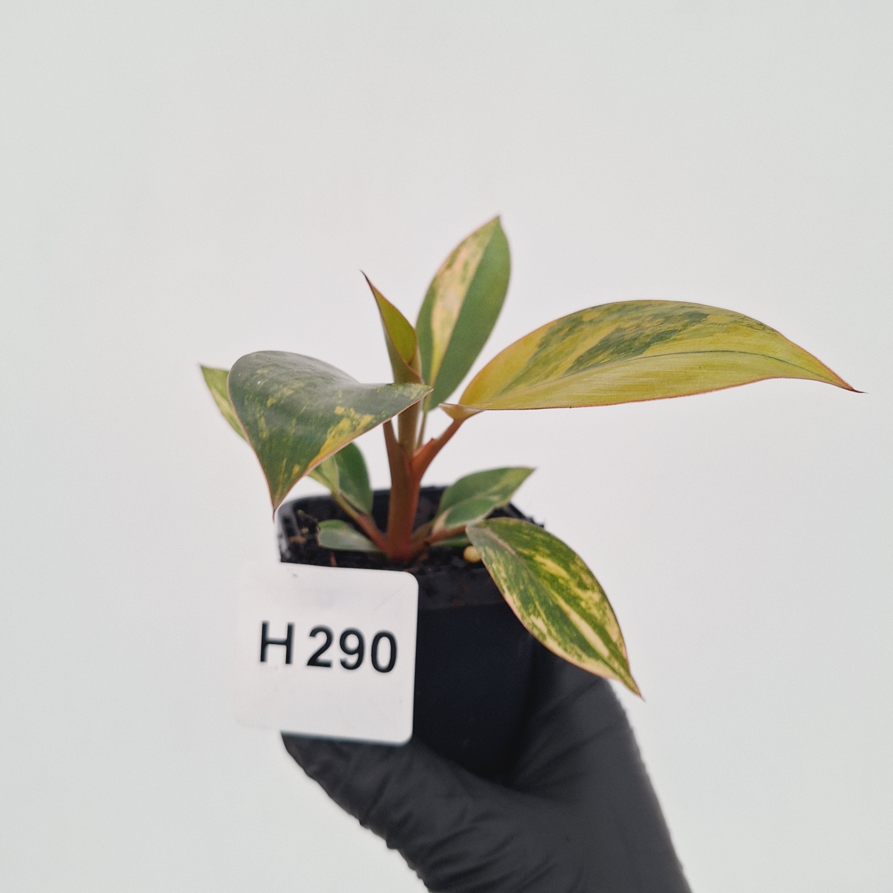 Philodendron 'Rojo Congo Variegated' - SALE