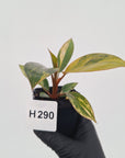 Philodendron 'Rojo Congo Variegated' - SALE