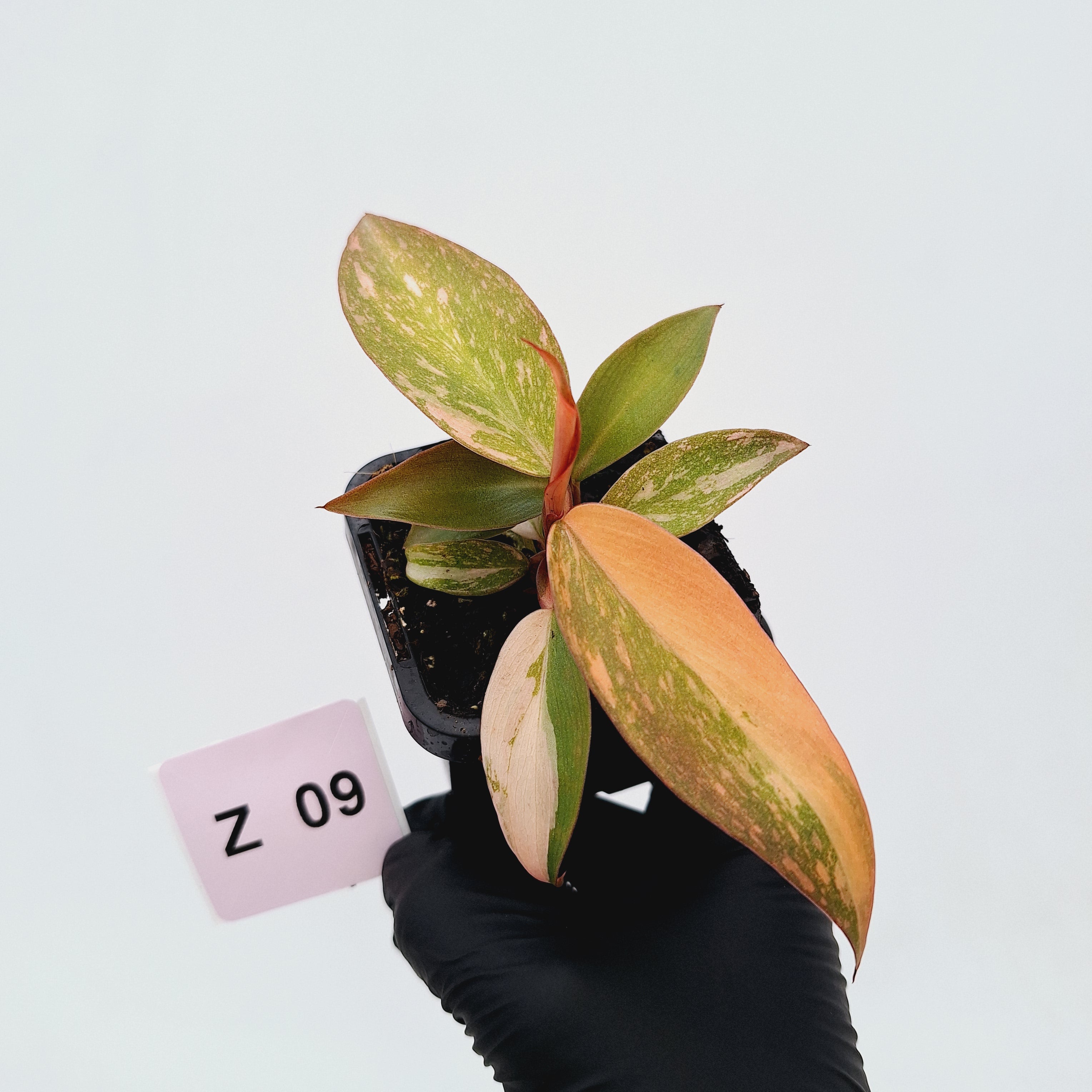 Philodendron &#39;Orange Princess&#39;