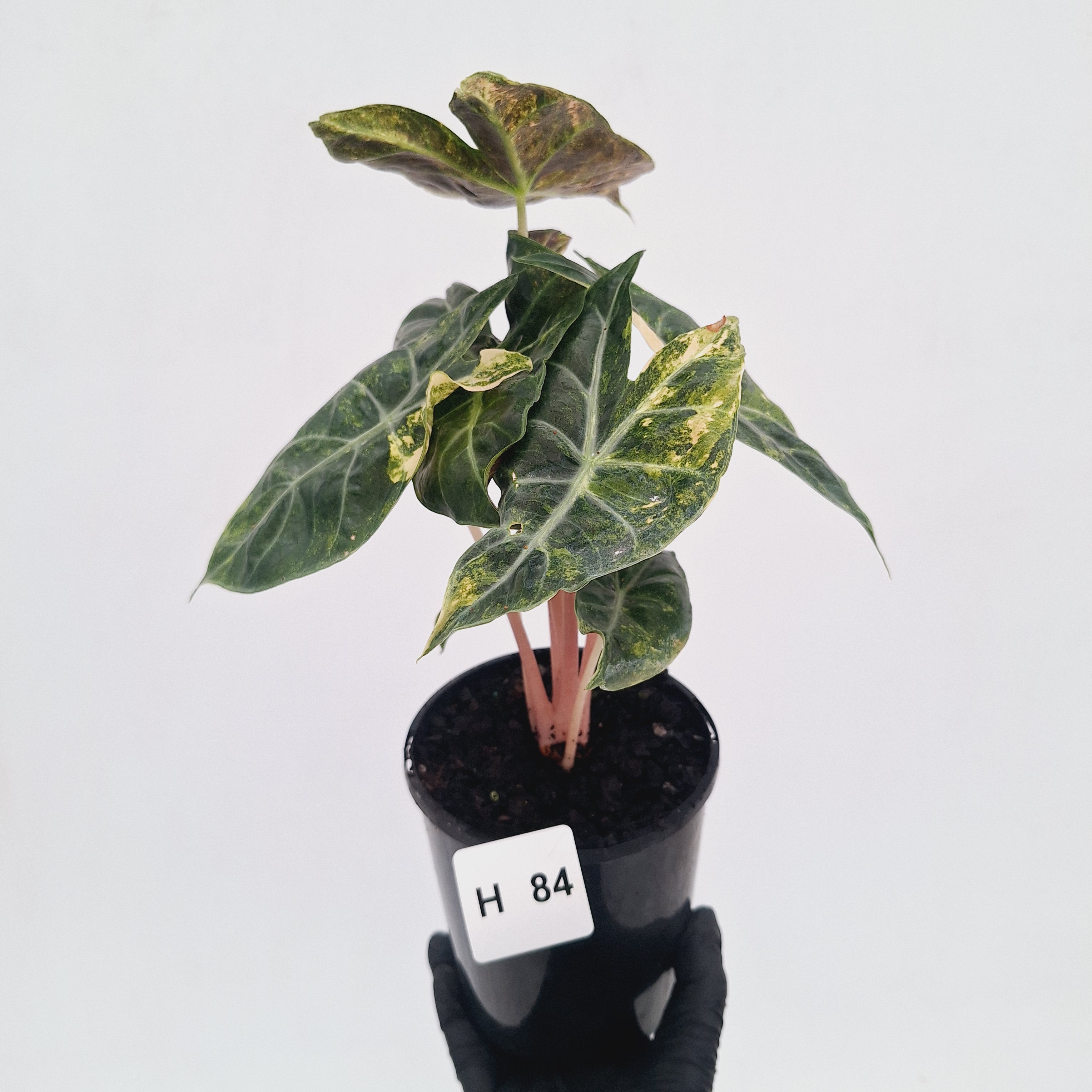 Alocasia Pink Dragon 'Variegata'