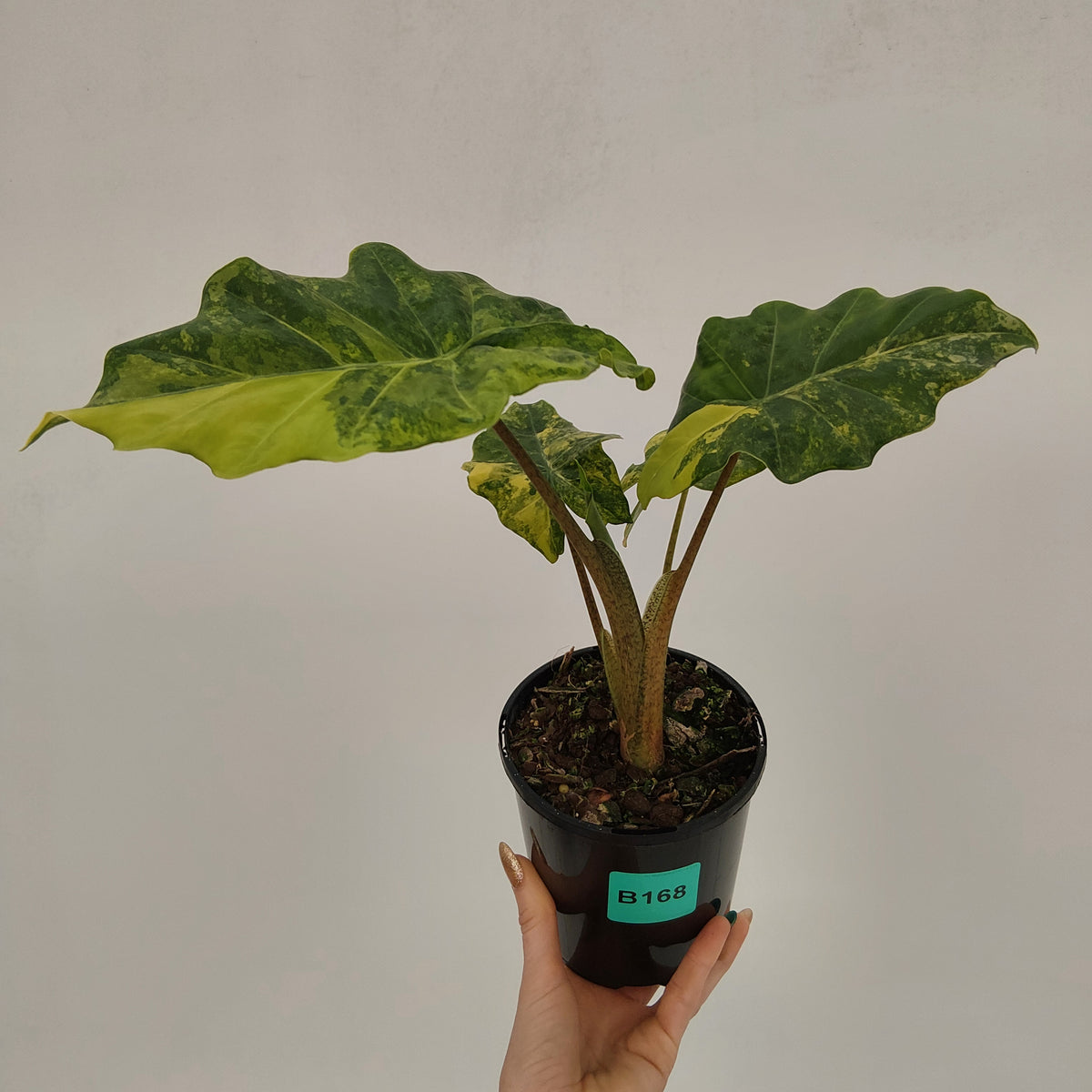 Alocasia Portora Variegata - SALE