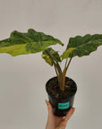 Alocasia Portora Variegata - SALE