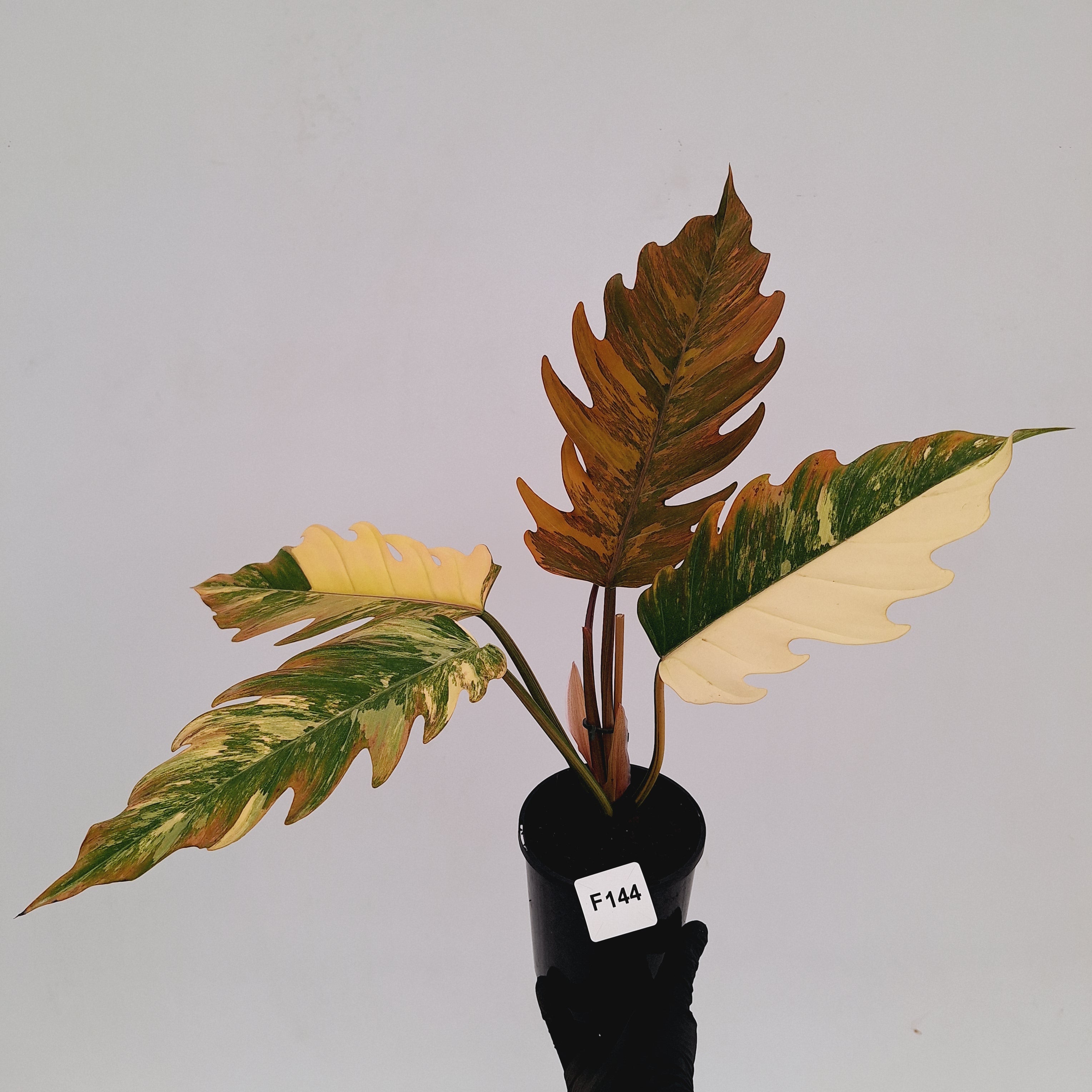 Philodendron serratum Caramel Marble